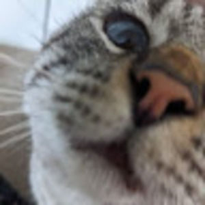 Meet your Posher, Addison